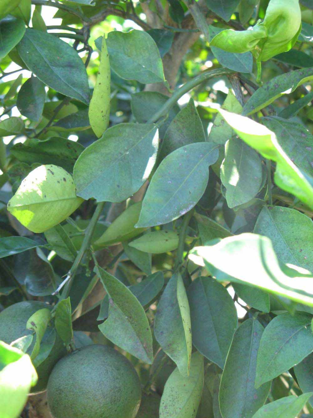              Shade leaves (Winter Haven, FL)       